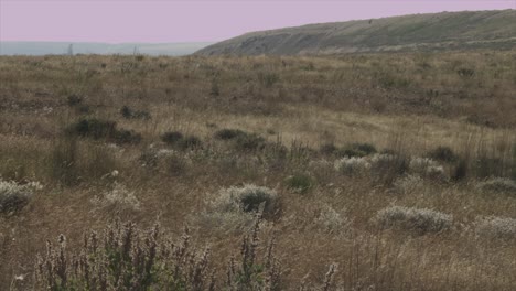 dry desert rocky grassland landscape.
