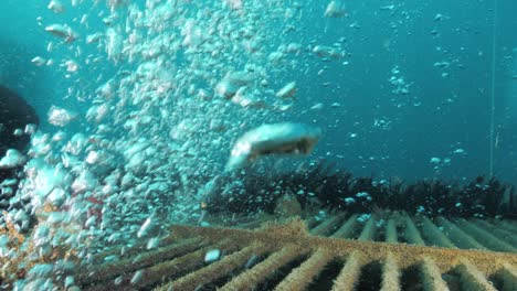 streams of bubble rise while scuba divers inspect an underwater infrastructure project