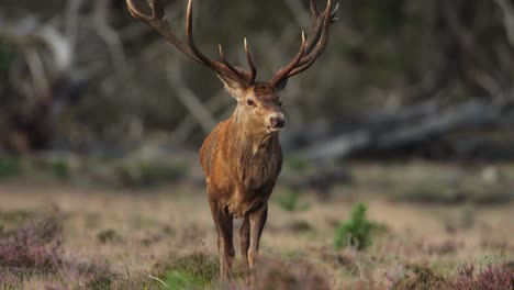 frontal view of majestic red deer stag with impressive set of antlers, slomo