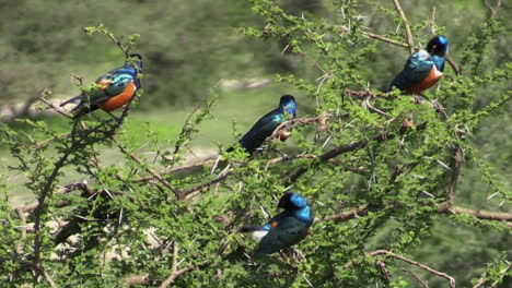 four-superb-starlings-cling-to-twigs-in-a-thorny-bush-in-East-Africa