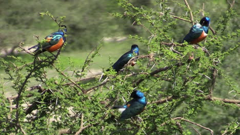 cuatro estorninos magníficos se aferran a ramas en un arbusto espinoso en el este de áfrica