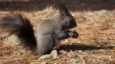 Ardilla-Roja-O-Ardilla-Roja-Euroasiática-Comiendo-Nuez-En-Un-Bosque-De-Pinos-En-Otoño