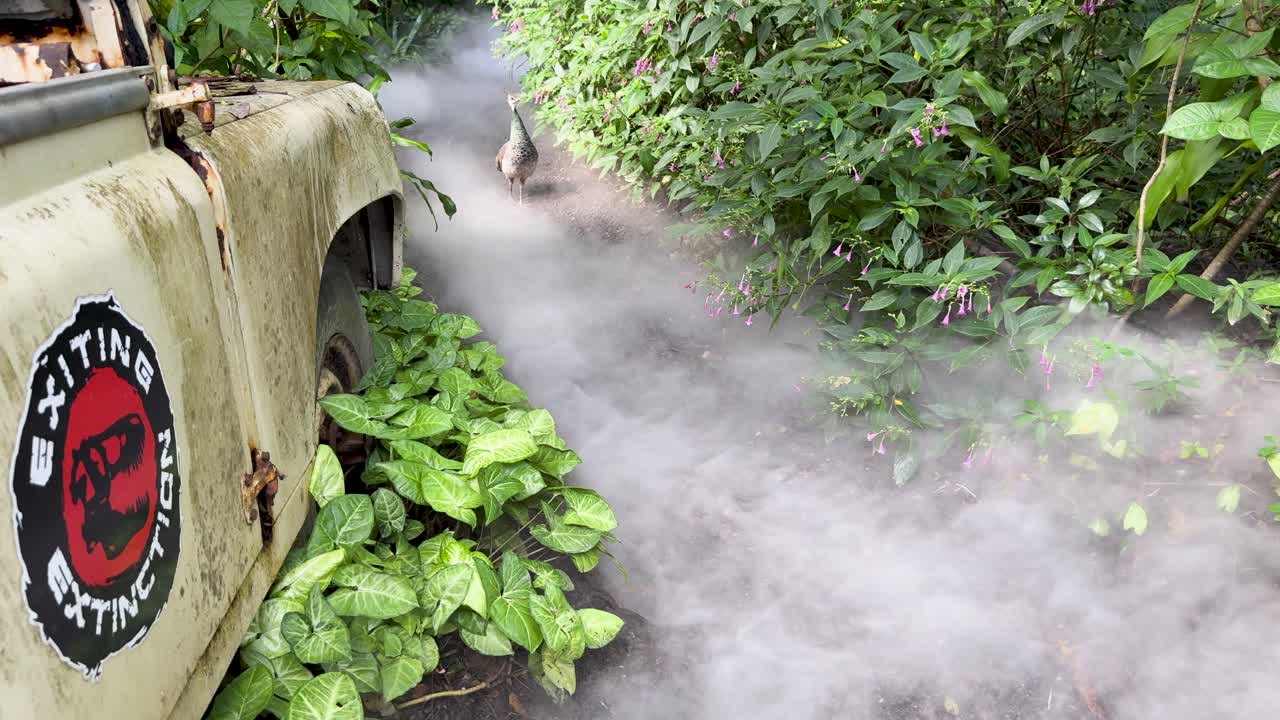 Peafowl walks along misty jungle path beside weathered jeep, natural daylight, steady camera