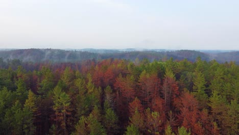 Interminable-Paisaje-De-Bosque-Otoñal-En-Un-Día-Nublado-De-Otoño