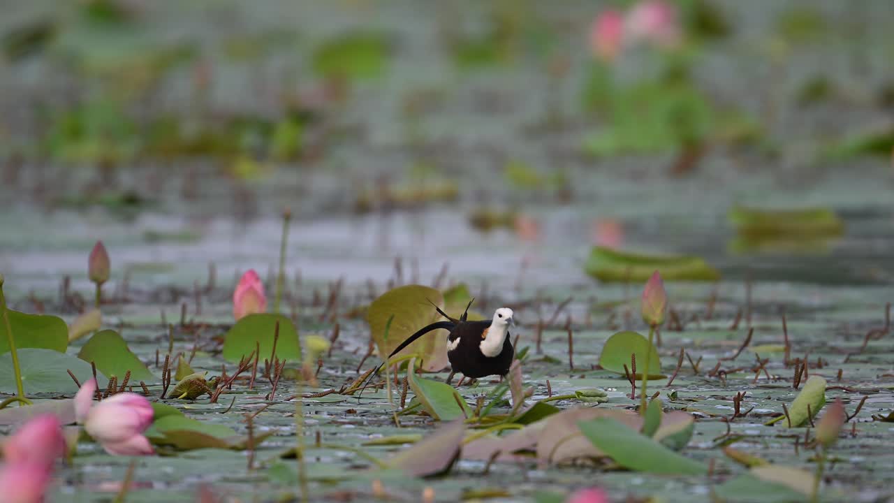 jacana de cola de faisán con flores de loto
