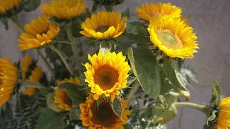 vibrant close-up of blooming sunflowers with bright yellow petals under the sunlight