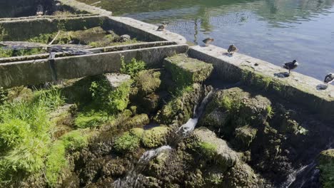 stone wall with water from a lake with moss and aquatic plants