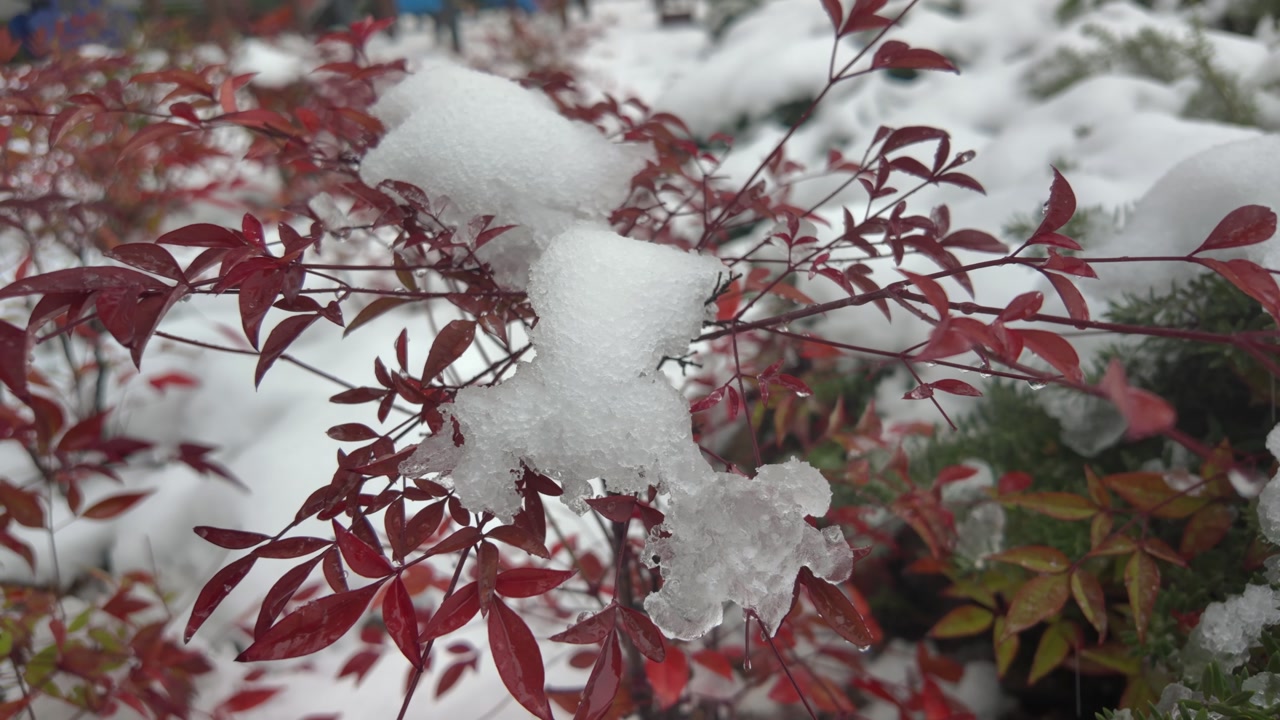 Close-up of Red Leaves Covered in Melting Snow