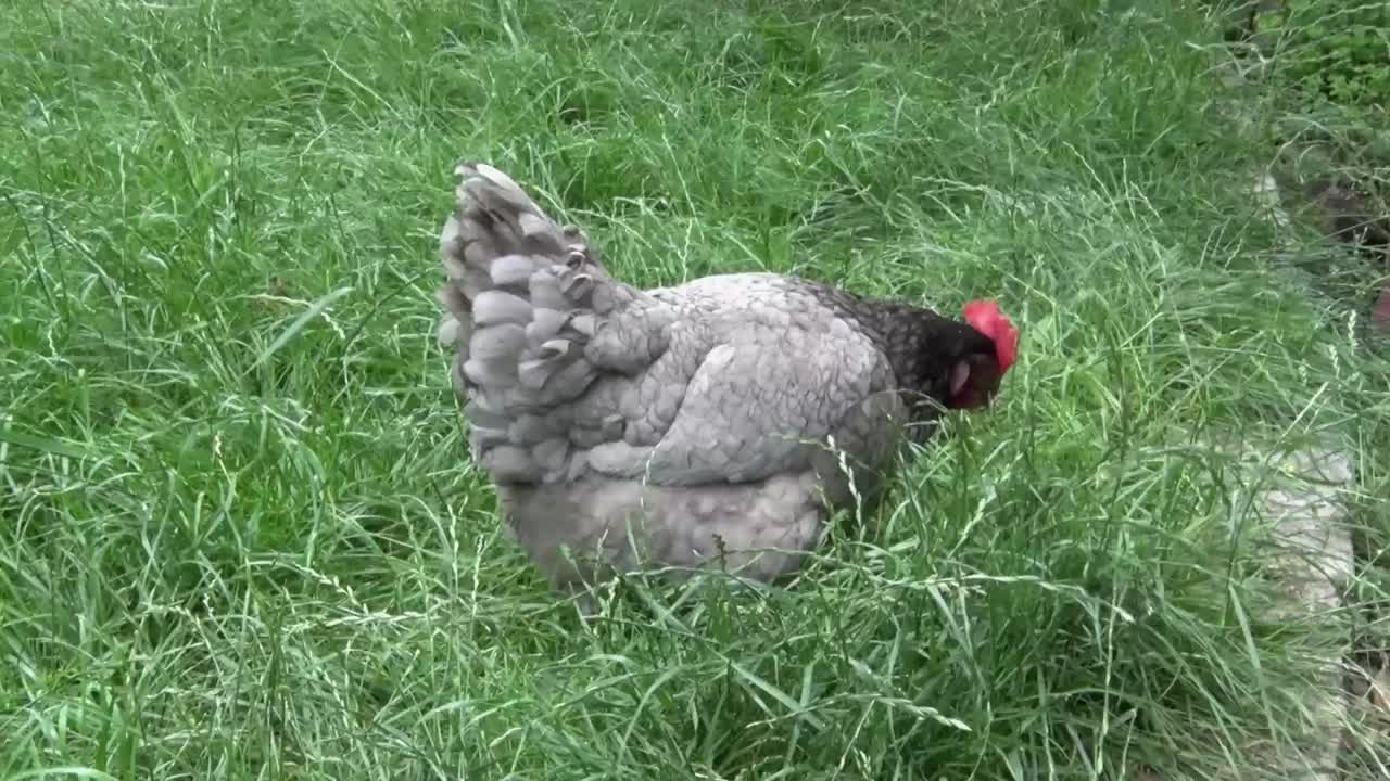 una gallina híbrida bluebelle vagando en libertad en el jardín trasero