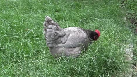 A-Bluebelle-hybrid-hen-roaming-free-range-in-back-garden