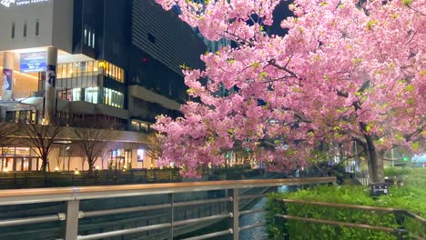 nighttime view of vibrant cherry blossoms near tokyo skytree, illuminated by city lights, creating a serene urban atmosphere