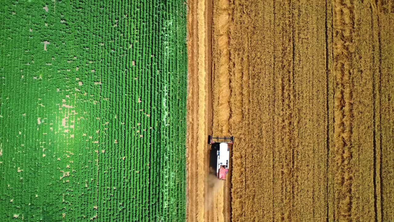 lavoro di raccolta agricola in terreni agricoli bicolori paralleli, ripresa aerea