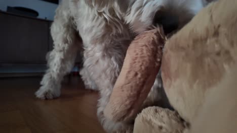 a white dog lies on the floor of the house playing with a fur doll