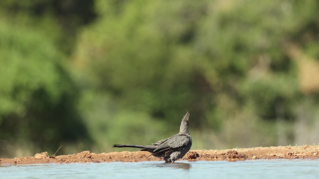 A grey go-away bird is having a bath in a waterhole in front of an underground hide, Greater Kruger