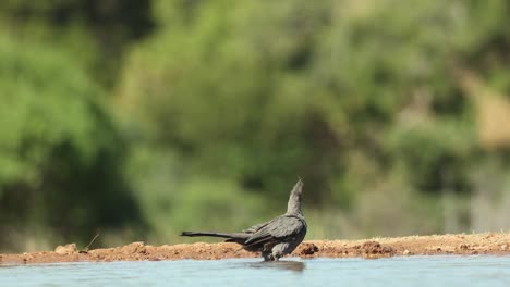 a grey go-away bird is having a bath in a waterhole in front of an underground hide, greater kruger