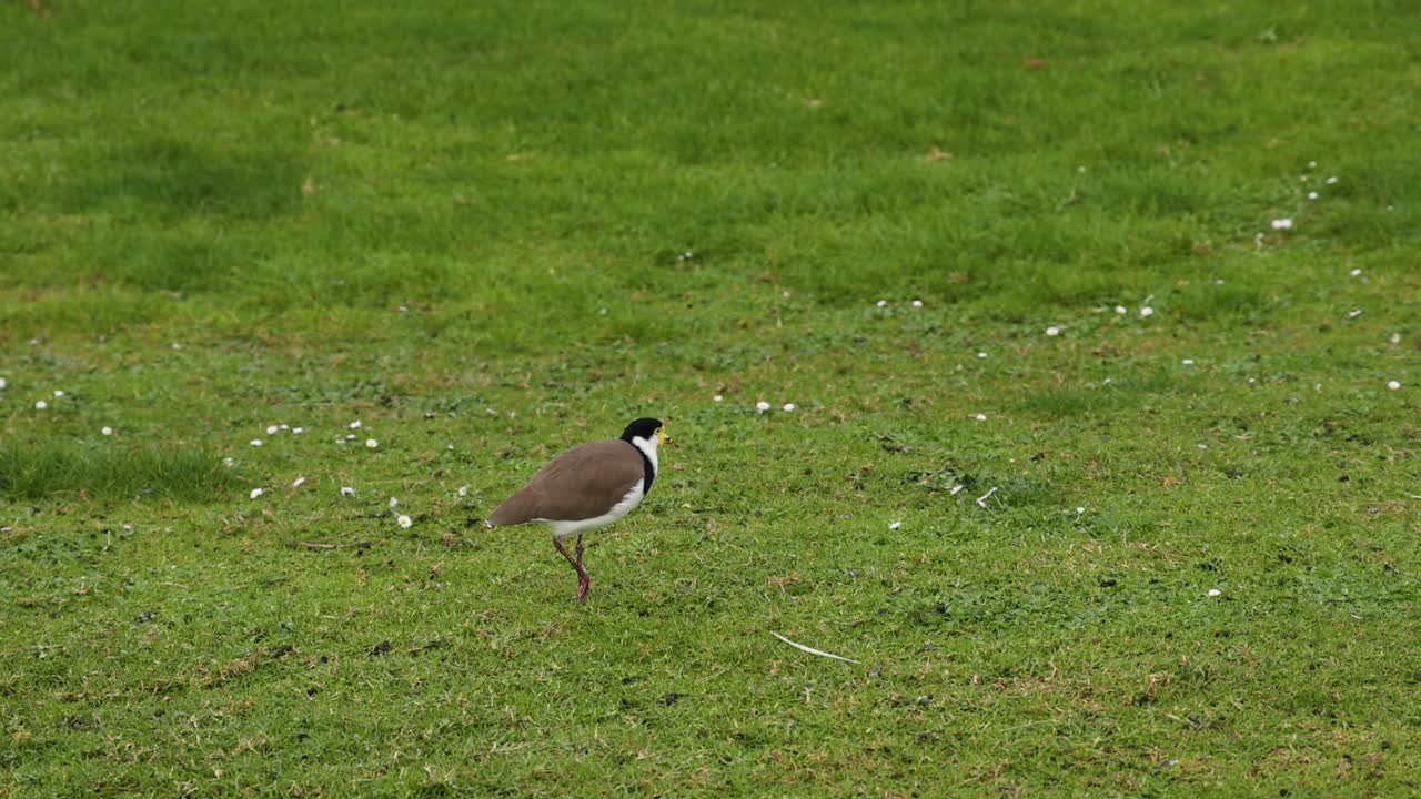 잔디 에서 고 있는 마스크 를 입은 날 새