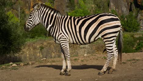 Zebra-07