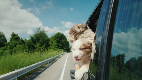 Ein-Paar-Süße-Welpen-Späht-Aus-Einem-Autofenster-Pet-Travel