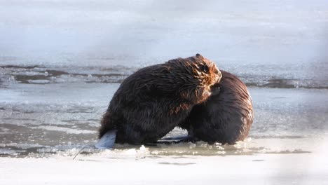 Two beavers groom each other on frozen, snow-covered lake surface