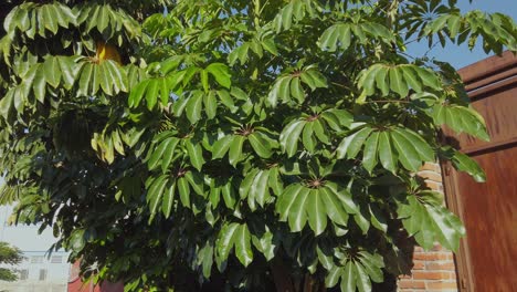 Tall tropical tree grew from being just a small branch into this beautiful specimen