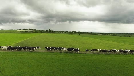 Toma-Aérea-De-Drones-De-Vacas-Caminando-Por-La-Carretera-En-Irlanda