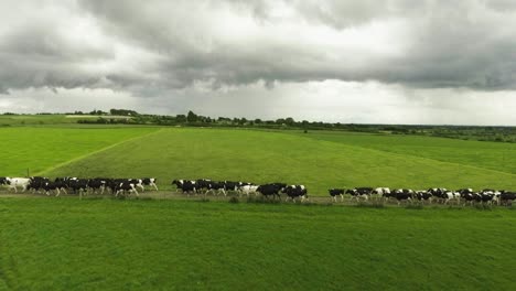 Luftdrohnenaufnahme-Von-Kühen,-Die-In-Irland-Auf-Der-Straße-Laufen