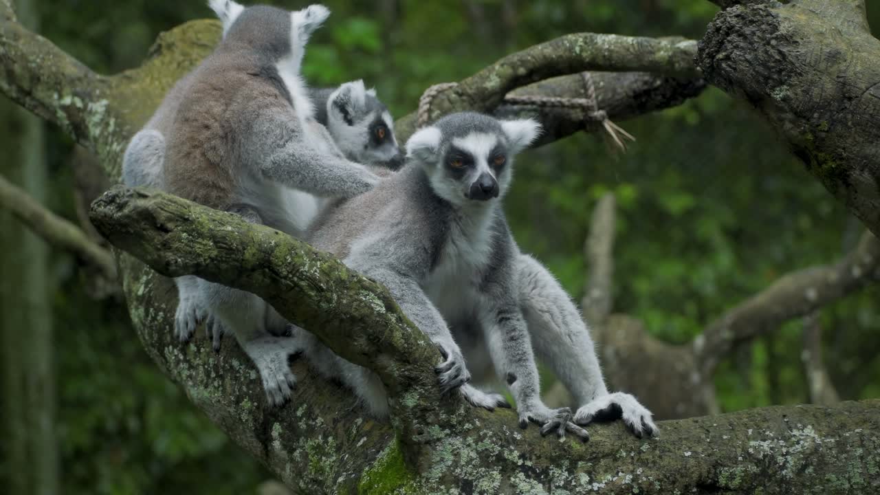 Video of Ring tailed lemur family