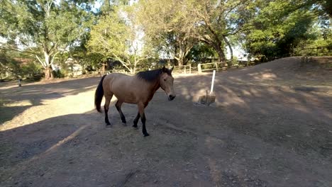 Horses-can-be-seen-roaming,-playing,-and-grazing-in-a-spacious-paddock-surrounded-by-lush-greenery-in-their-stables-at-yellow-wood-park-Durban