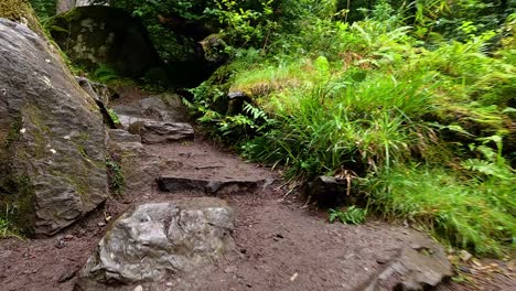 un paseo panorámico a través de un camino del bosque