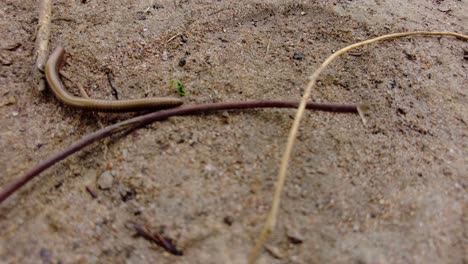 Close-up-shot-of-millipede-creeps-on-the-ground-between-twigs-at-daytime