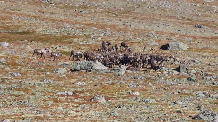 A group of running wild reindeer in Norway