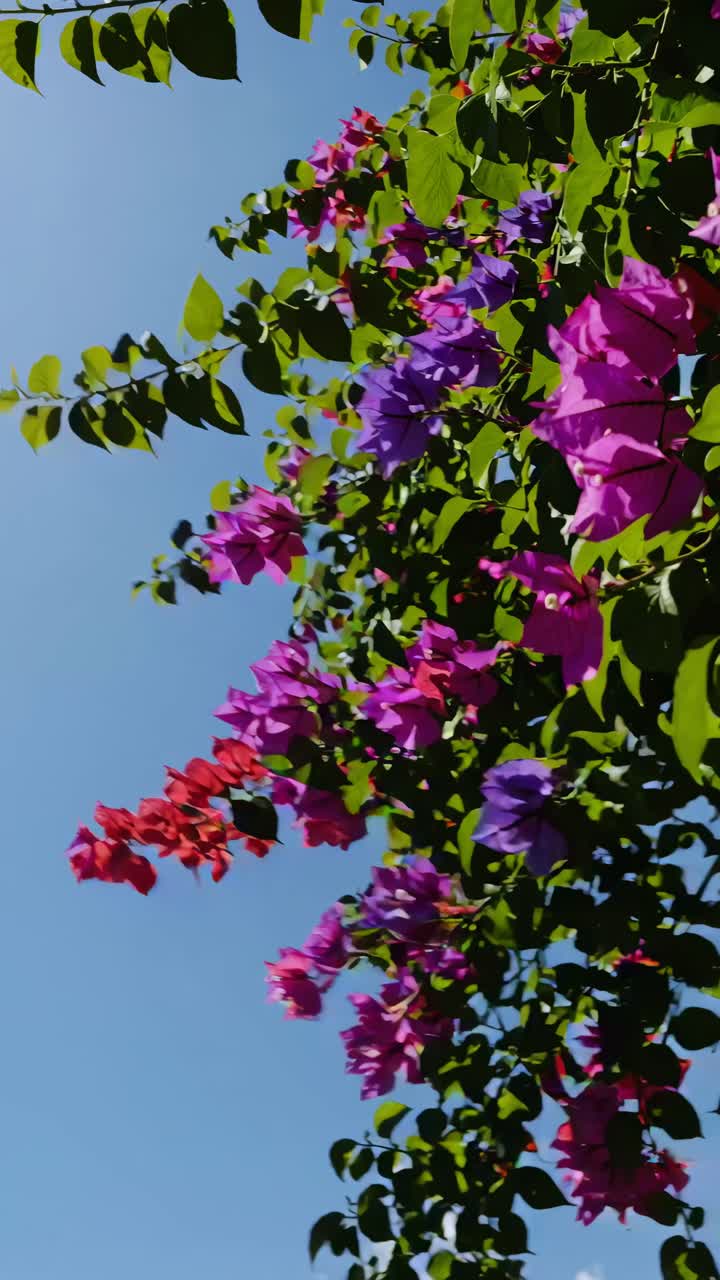 Vibrant bougainvillea flowers in bloom against a clear blue sky, captured from a low-angle