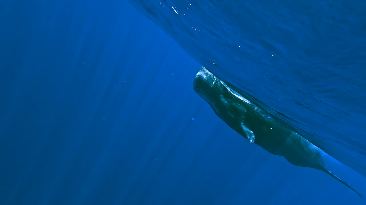거대한 고래가 카메라에 아주 가까이 수영하는 수중 촬영, 모리셔스에서 휴가 중 고래와 함께 수영