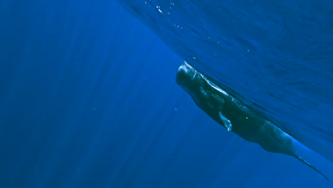 underwater shot of giant whale swimming very close to the camera, swimming with whales on vacation on mauricio