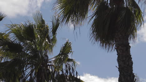 Copas-De-Palmeras-En-Un-Día-Soleado-Y-En-Cámara-Lenta