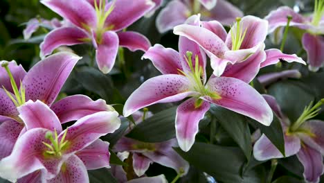 beautiful garden with lilac lilies and bee on its petals