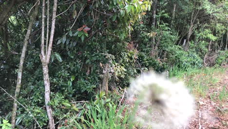 diente de león en el camino hacia el lago de agua dulce