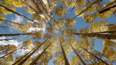 Upward rotation in aspen grove as leaves and sun fall gracefully under cloudy sky