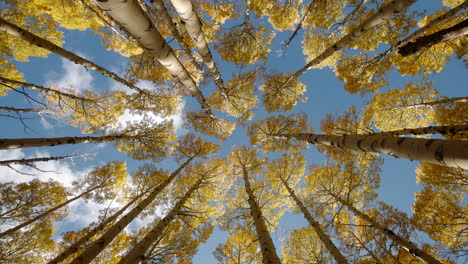 upward rotation in aspen grove as leaves and sun fall gracefully under cloudy sky