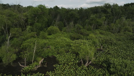 Verdor,-Exuberantes-árboles-Y-Vegetación-Sobre-Pantanos-Cerca-De-Lamar,-Condado-De-Barton,-Missouri,-Estados-Unidos.