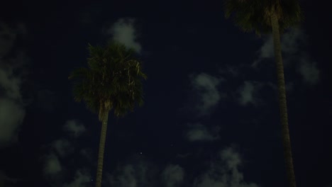 timelapse van 2 palmbomen 's nachts met een bewolkte hemel