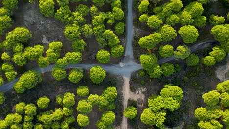 aerial flyover of empty road surrounded by lush pine tree area in spain during sunset