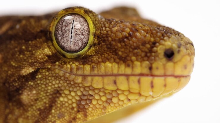 Tokay gecko licks eyes - extreme close up on face - side profile - isolated against white background