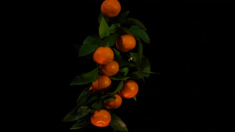 Orangefarbene-Mandarinen-Auf-Zweig-Mit-Grünen-Blättern,-Isolierte-Zitrusfrüchte-Mit-Natürlichen-Vitaminen