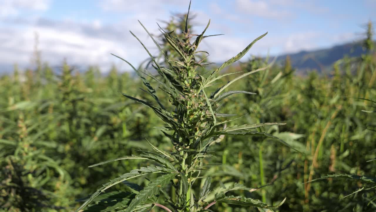 крупный снимок растения конопли над плантацией конопли в дневное время, статическая