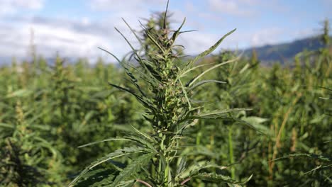 Closeup-shot-of-a-hemp-plant-over-the-hemp-plantation-during-daytime,-static