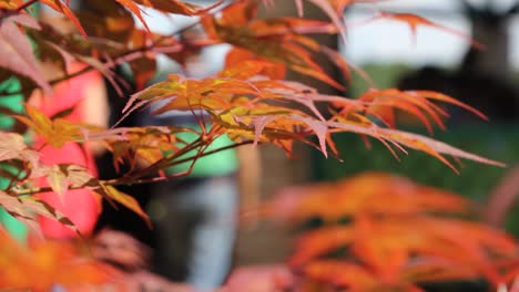 red autumn leaves of japanese maple, sun rays, wind swing, and people blurred in the background