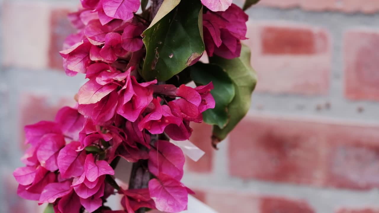 Vibrant crimson bougainvillea climbing a rustic brick wall, bright red flowers, lush green leaves, sunlit exterior, tropical garden, Mediterranean style, natural texture, outdoor wall, summer, botanic