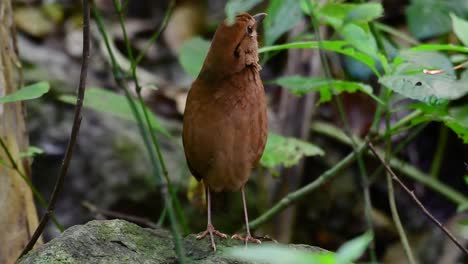 il pitta dalla nuca arrugginita è un uccello fiducioso che si trova negli habitat delle foreste di montagna ad alta quota, ci sono così tanti posti in thailandia per trovare questo uccello