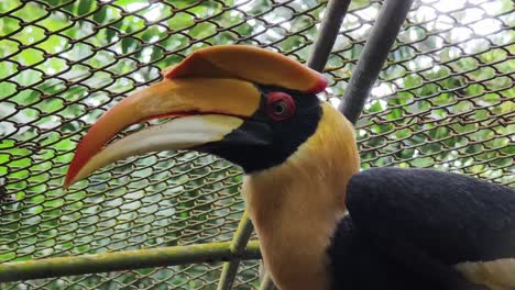 close-up of a hornbill in a cage